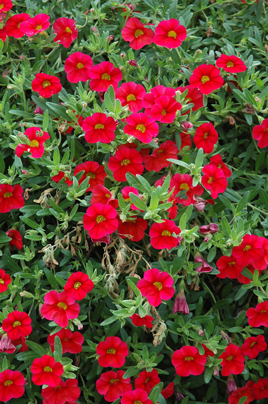 MiniFamous Scarlet Calibrachoa (Calibrachoa 'MiniFamous Scarlet') at Bast Brothers Garden Center