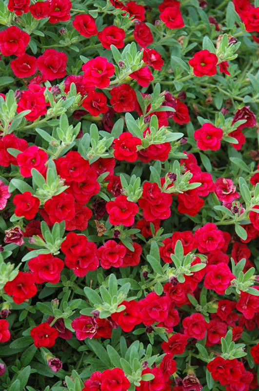 MiniFamous Double Compact Red Calibrachoa (Calibrachoa 'MiniFamous Double Compact Red') at Bast Brothers Garden Center