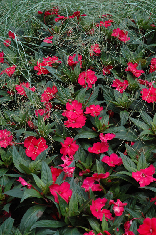SunPatiens Spreading Carmine Red New Guinea Impatiens (Impatiens 'SunPatiens Spreading Carmine Red') at Bast Brothers Garden Center