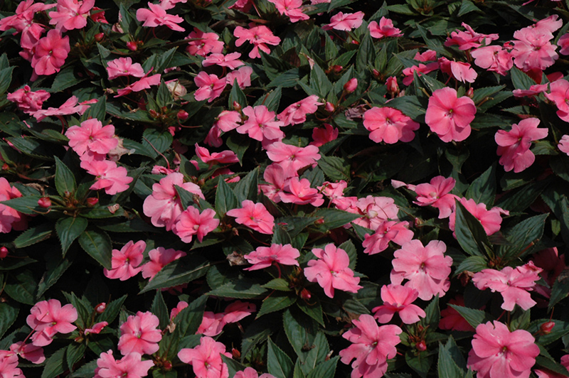 SunPatiens Compact Pink New Guinea Impatiens (Impatiens 'SunPatiens Compact Pink') at Bast Brothers Garden Center