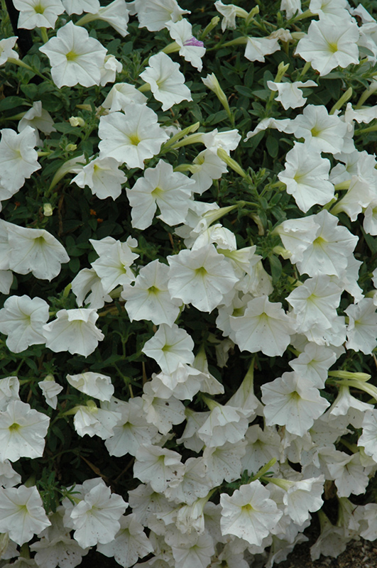 Supertunia White Petunia (Petunia 'Supertunia White') at Bast Brothers Garden Center