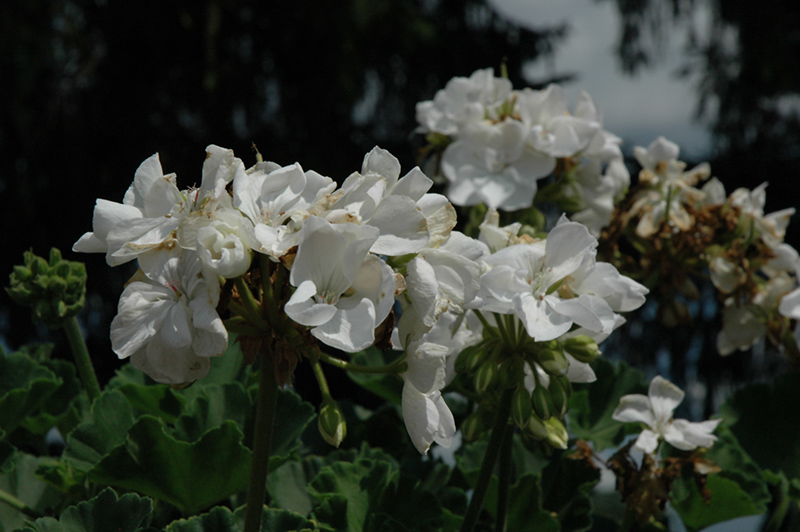 Allure White Geranium (Pelargonium 'Allure White') at Bast Brothers Garden Center