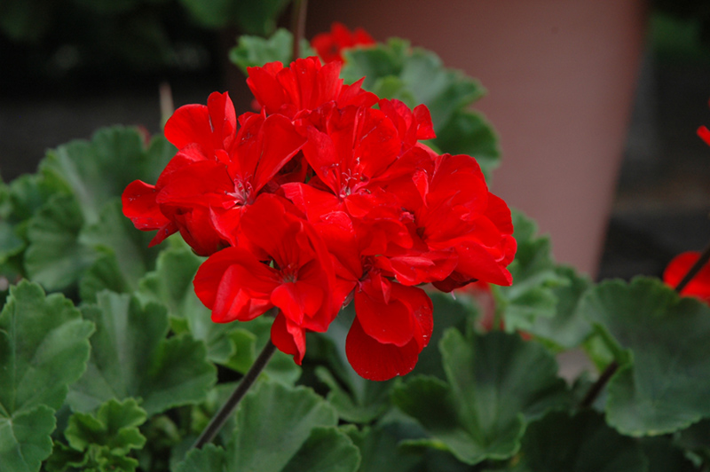 Tango Dark Red Geranium (Pelargonium 'Tango Dark Red') at Bast Brothers Garden Center
