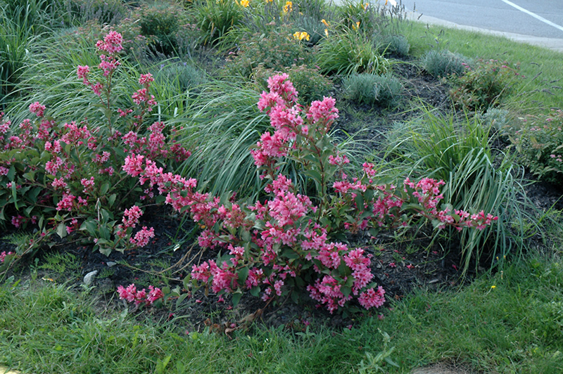Sonic Bloom Pink Reblooming Weigela (Weigela florida 'Bokrasopin') at Bast Brothers Garden Center