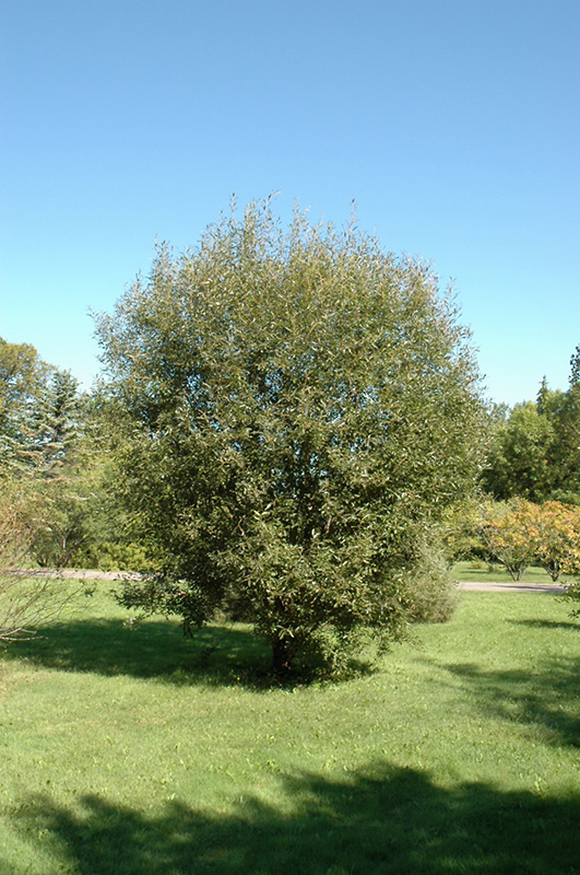 Pussy Willow (Salix discolor) at Bast Brothers Garden Center