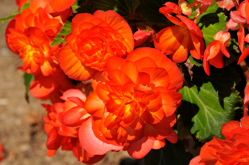 Nonstop Fire Begonia (Begonia 'Nonstop Fire') at Bast Brothers Garden Center