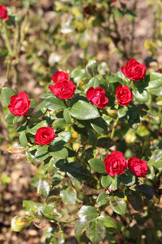 Petite Knock Out Rose (Rosa 'Meibenbino') at Bast Brothers Garden Center