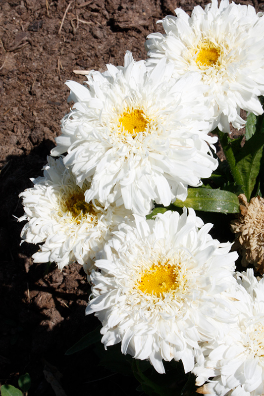 Amazing Daisies Marshmallow Shasta Daisy (Leucanthemum x superbum 'Marshmallow') at Bast Brothers Garden Center