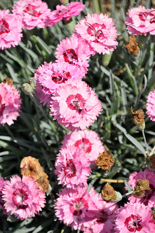 Pretty Poppers Cute As A Button Pinks (Dianthus 'Cute As A Button') at Bast Brothers Garden Center