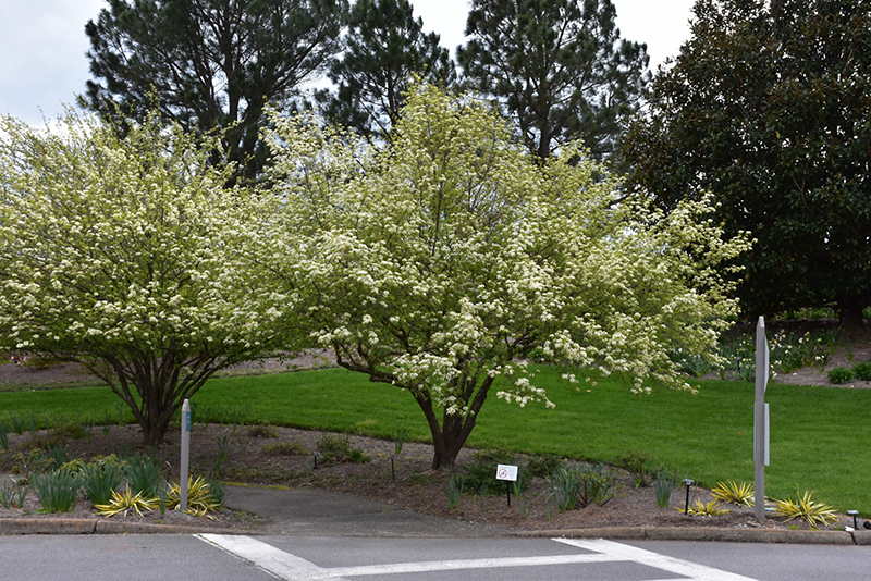 Blackhaw Viburnum (Viburnum prunifolium) at Bast Brothers Garden Center