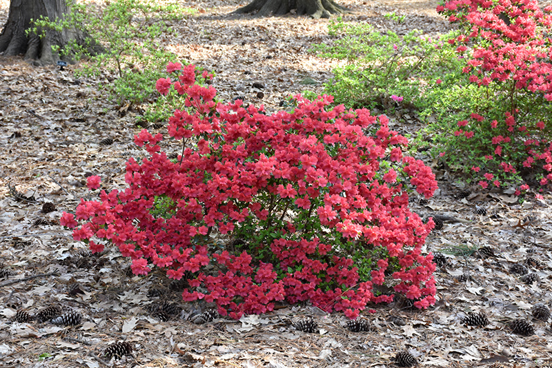Girard's Crimson Azalea (Rhododendron 'Girard's Crimson') at Bast Brothers Garden Center