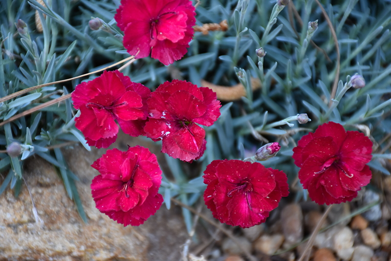 Frosty Fire Pinks (Dianthus 'Frosty Fire') at Bast Brothers Garden Center