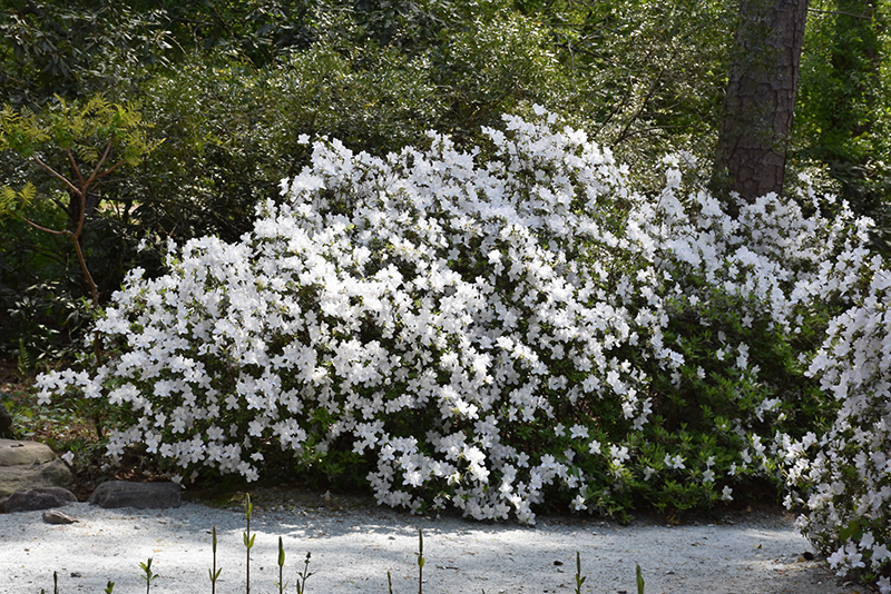 Delaware Valley White Azalea (Rhododendron 'Delaware Valley White') at Bast Brothers Garden Center