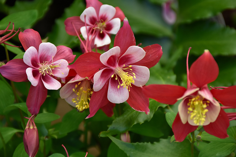 Origami Red and White Columbine (Aquilegia 'Origami Red and White') at Bast Brothers Garden Center