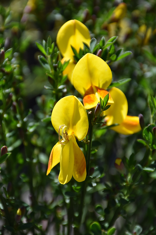 Madame Butterfly Scotch Broom (Cytisus scoparius 'Madame Butterfly') at Bast Brothers Garden Center