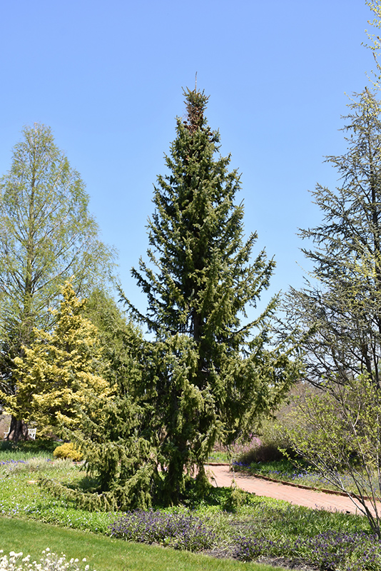 Serbian Spruce (Picea omorika) at Bast Brothers Garden Center