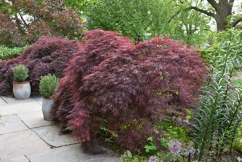 Crimson Queen Japanese Maple (Acer palmatum 'Crimson Queen') at Bast Brothers Garden Center