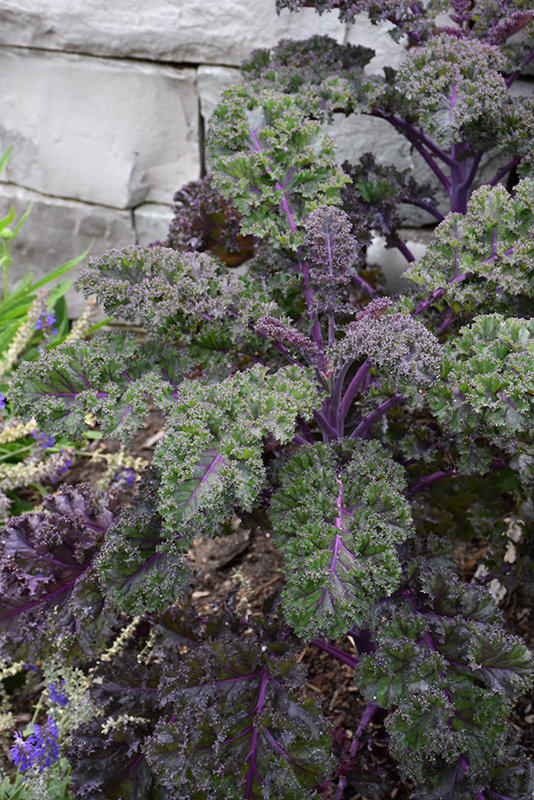 Redbor Kale (Brassica oleracea var. acephala 'Redbor') at Bast Brothers Garden Center