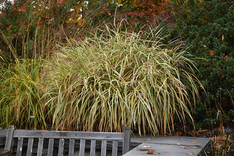 Dixieland Maiden Grass (Miscanthus sinensis 'Dixieland') at Bast Brothers Garden Center