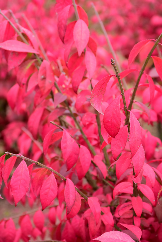 Cole's Compact Burning Bush (Euonymus alatus 'Cole's Compact') at Bast Brothers Garden Center