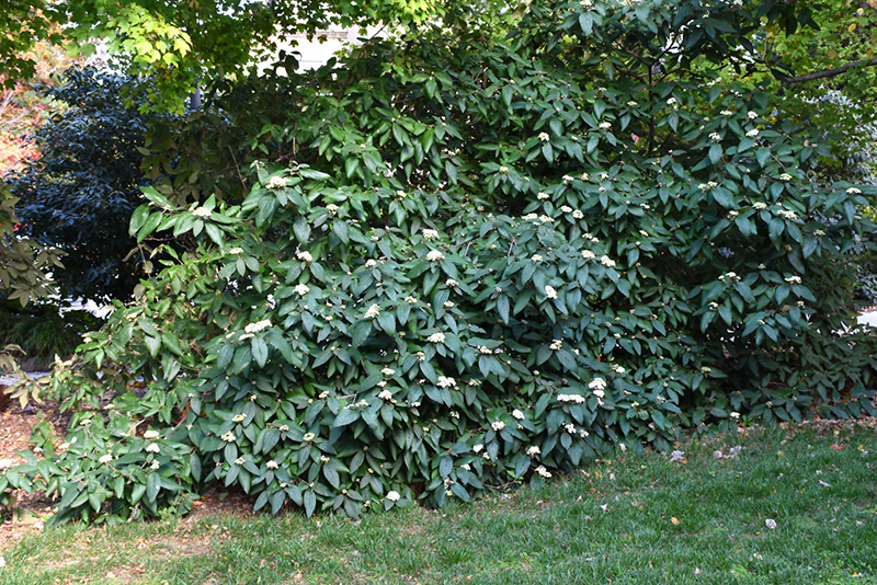 Alleghany Viburnum (Viburnum x rhytidophylloides 'Alleghany') at Bast Brothers Garden Center