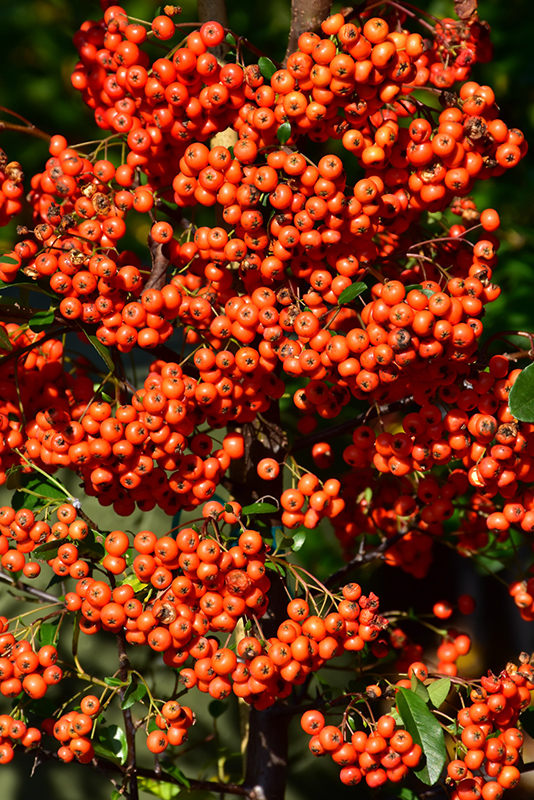 Mohave Firethorn (Pyracantha 'Mohave') at Bast Brothers Garden Center