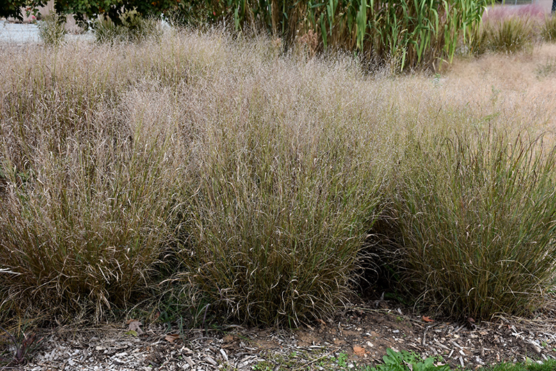 Shenandoah Reed Switch Grass (Panicum virgatum 'Shenandoah') at Bast Brothers Garden Center