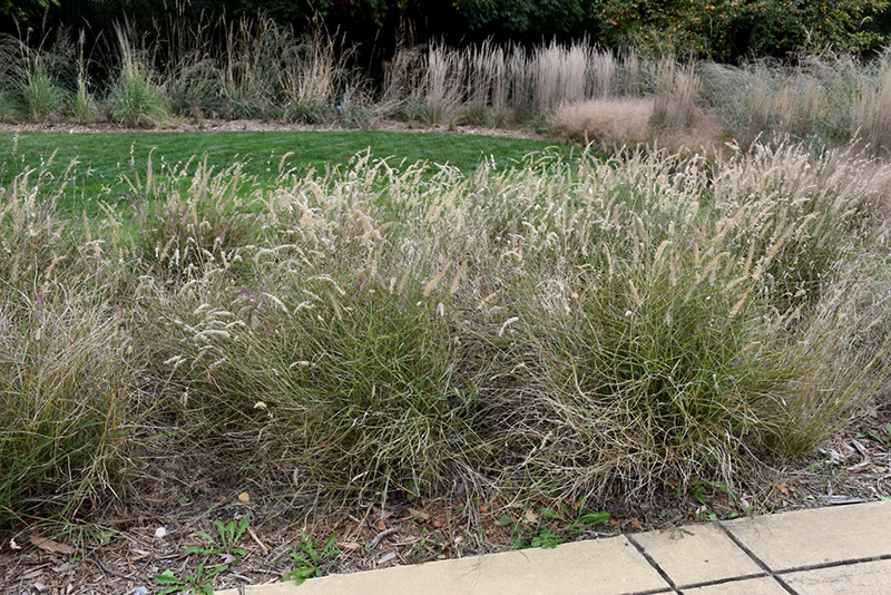 Karley Rose Oriental Fountain Grass (Pennisetum orientale 'Karley Rose') at Bast Brothers Garden Center