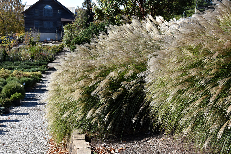 Gracillimus Maiden Grass (Miscanthus sinensis 'Gracillimus') at Bast Brothers Garden Center