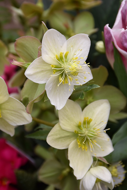 Gold Collection Shooting Star Hellebore (Helleborus 'Shooting Star') at Bast Brothers Garden Center