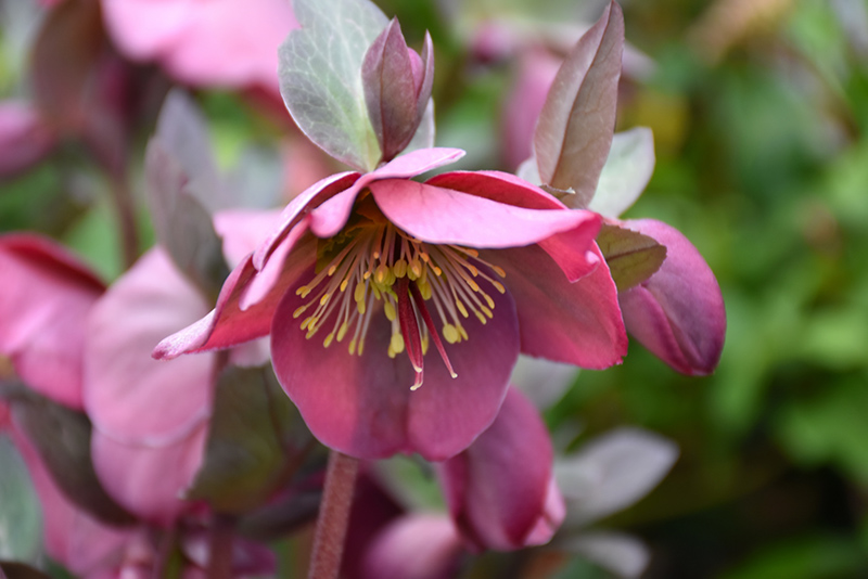 Penny's Pink Hellebore (Helleborus 'Penny's Pink') at Bast Brothers Garden Center
