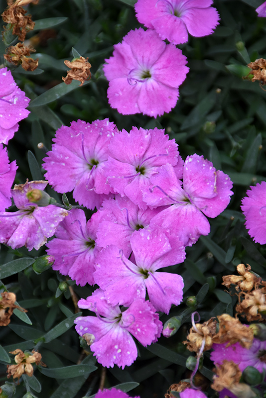 Paint The Town Fuchsia Pinks (Dianthus 'Paint The Town Fuchsia') at Bast Brothers Garden Center
