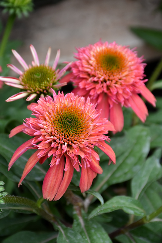 Double Scoop Cranberry Coneflower (Echinacea 'Balscanery') at Bast Brothers Garden Center