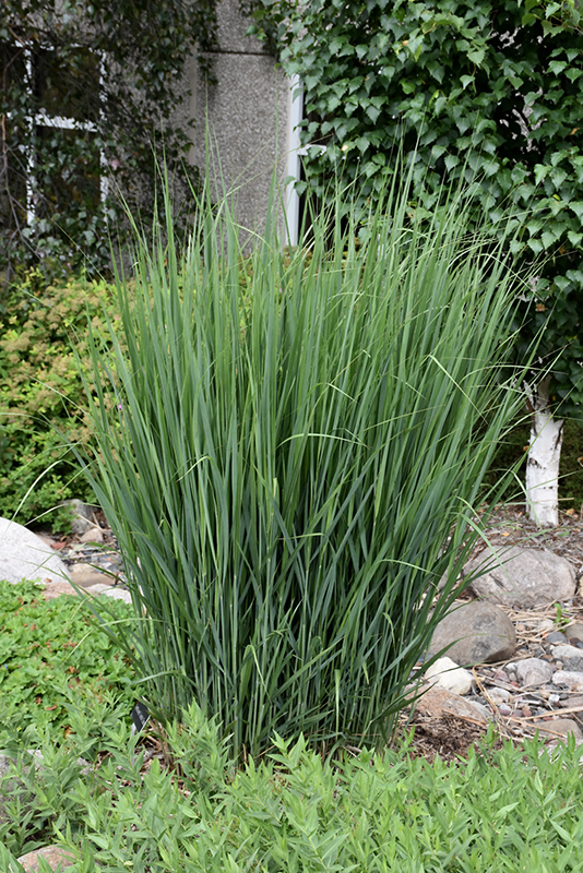 Northwind Switch Grass (Panicum virgatum 'Northwind') at Bast Brothers Garden Center