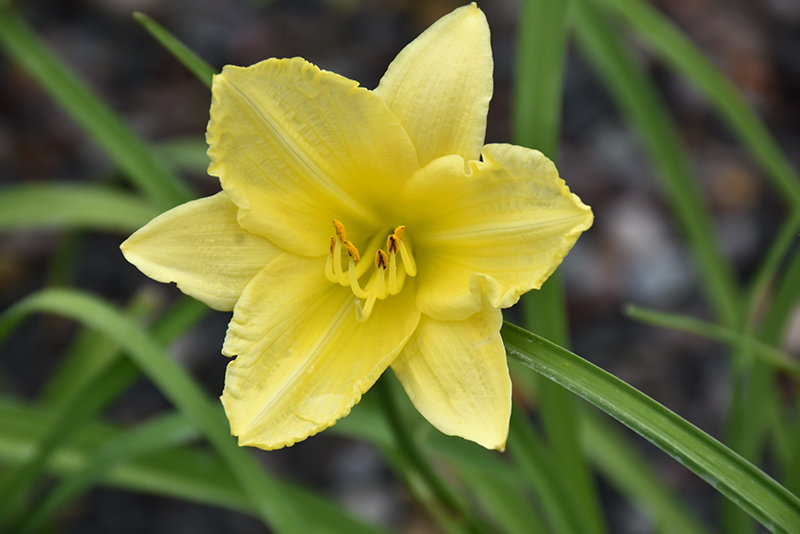 Happy Ever Appster Big Time Happy Daylily (Hemerocallis 'Big Time Happy') at Bast Brothers Garden Center