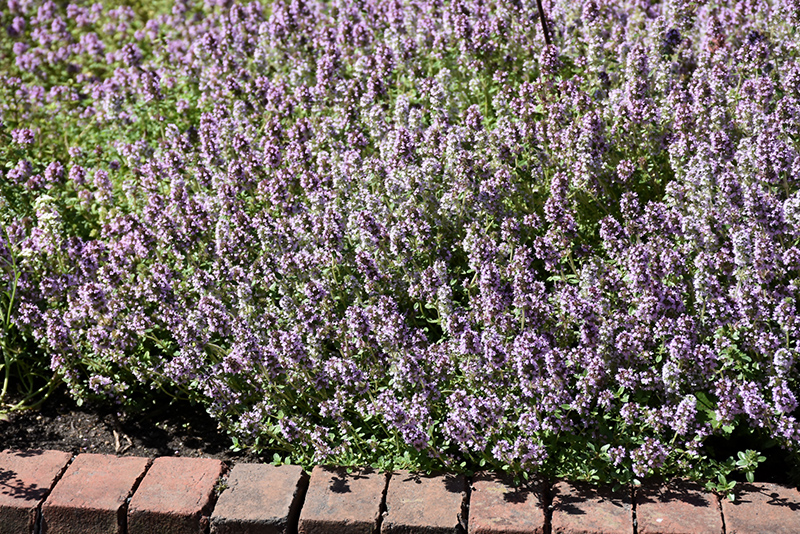 Common Thyme (Thymus vulgaris) at Bast Brothers Garden Center