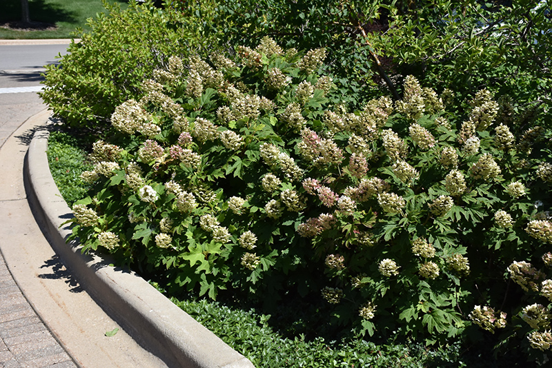 Snow Queen Hydrangea (Hydrangea quercifolia 'Snow Queen') at Bast Brothers Garden Center