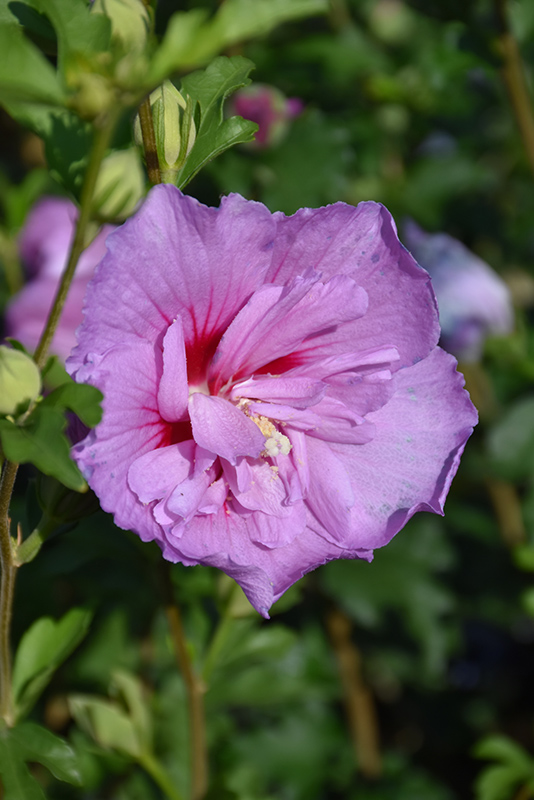Lavender Chiffon Rose Of Sharon (Hibiscus syriacus 'Notwoodone') at Bast Brothers Garden Center