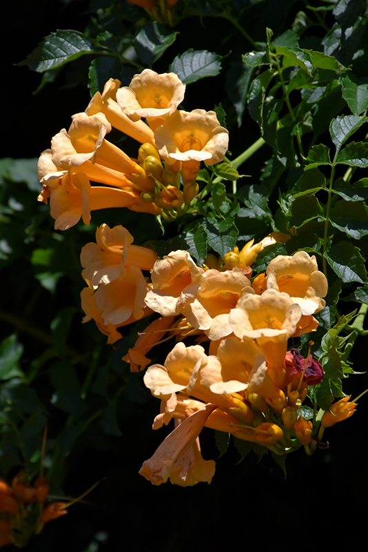 Yellow Trumpetvine (Campsis radicans 'Flava') at Bast Brothers Garden Center