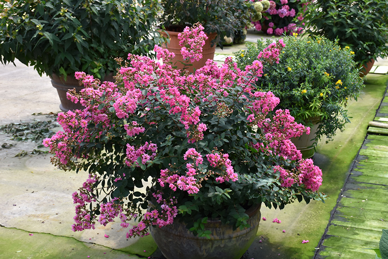 Infinitini Brite Pink Crapemyrtle (Lagerstroemia indica 'G2X133143') at Bast Brothers Garden Center