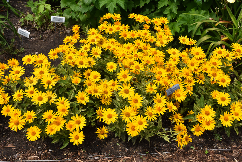 Sunstruck False Sunflower (Heliopsis helianthoides 'Sunstruck') at Bast Brothers Garden Center