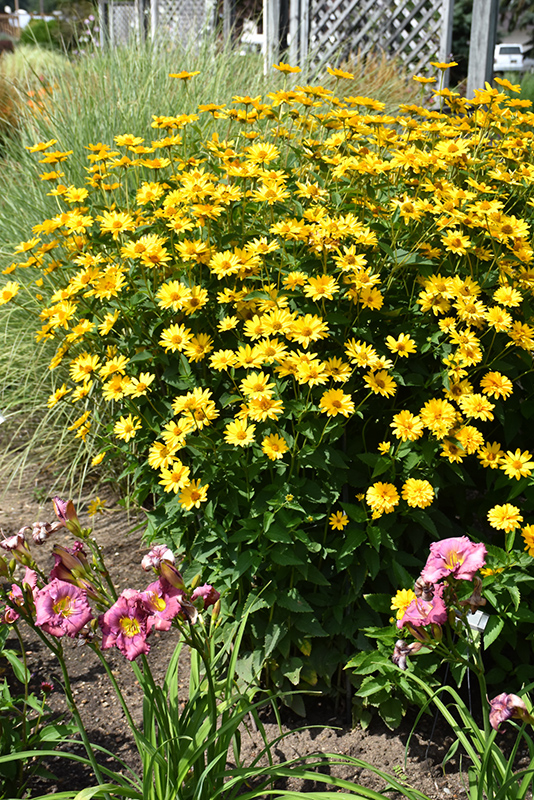 Summer Sun False Sunflower (Heliopsis helianthoides 'Summer Sun') at Bast Brothers Garden Center