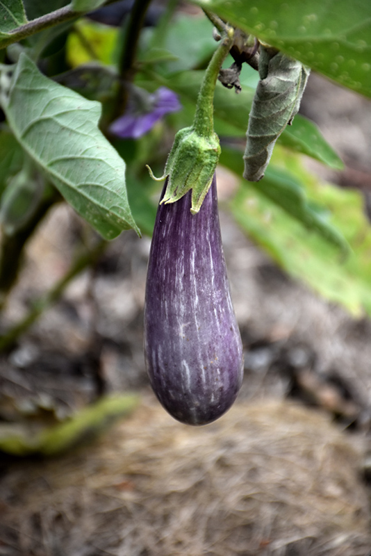Fairy Tale Eggplant (Solanum melongena 'Fairy Tale') at Bast Brothers Garden Center