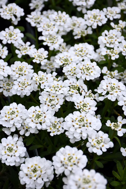 Purity Candytuft (Iberis sempervirens 'Purity') at Bast Brothers Garden Center