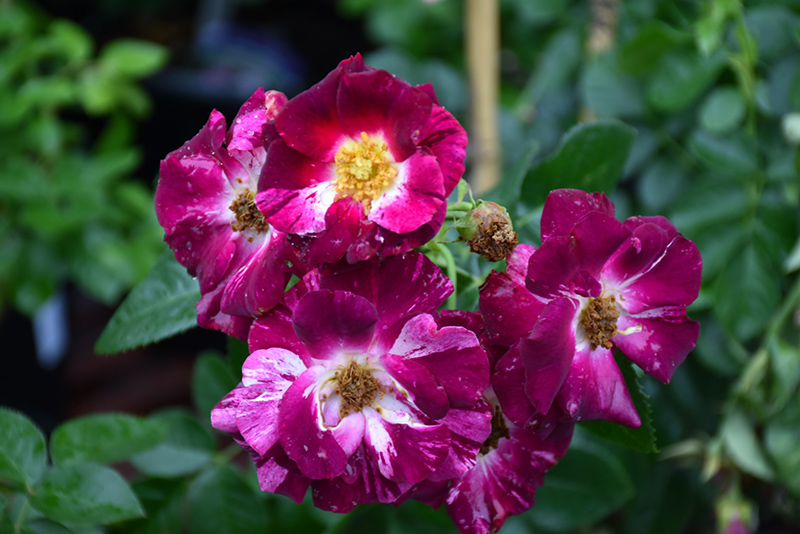 Purple Splash Rose (Rosa 'Purple Splash') at Bast Brothers Garden Center