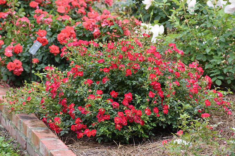 Red Drift Rose (Rosa 'Meigalpio') at Bast Brothers Garden Center
