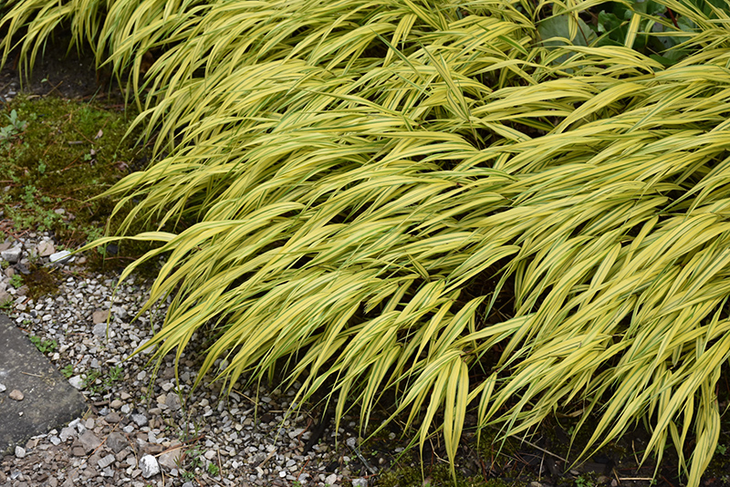 Golden Variegated Hakone Grass (Hakonechloa macra 'Aureola') at Bast Brothers Garden Center