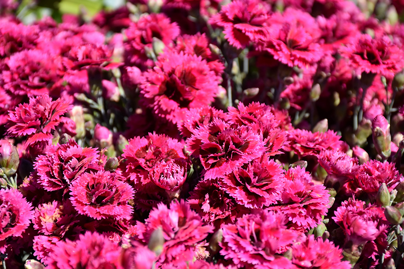 Starlette Pinks (Dianthus 'Evian') at Bast Brothers Garden Center