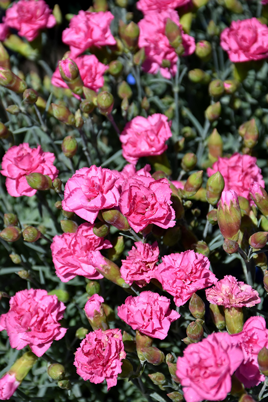 Pretty Poppers Double Bubble Pinks (Dianthus 'Double Bubble') at Bast Brothers Garden Center