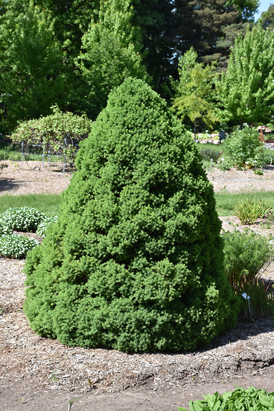 Dwarf Alberta Spruce (Picea glauca 'Conica') at Bast Brothers Garden Center